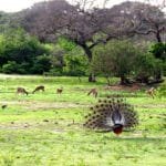 Yala national park