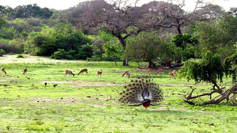 Yala national park